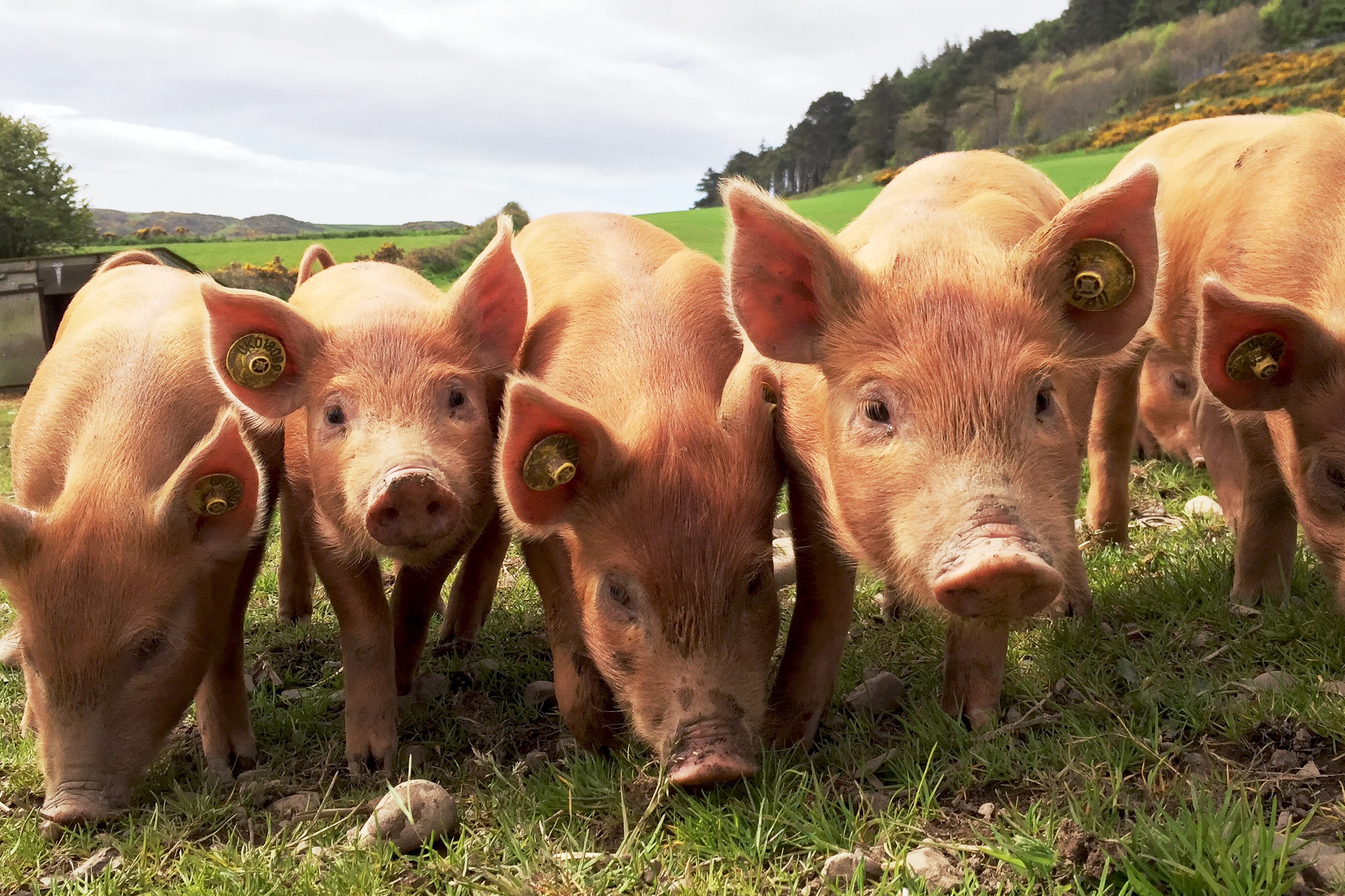 Pork