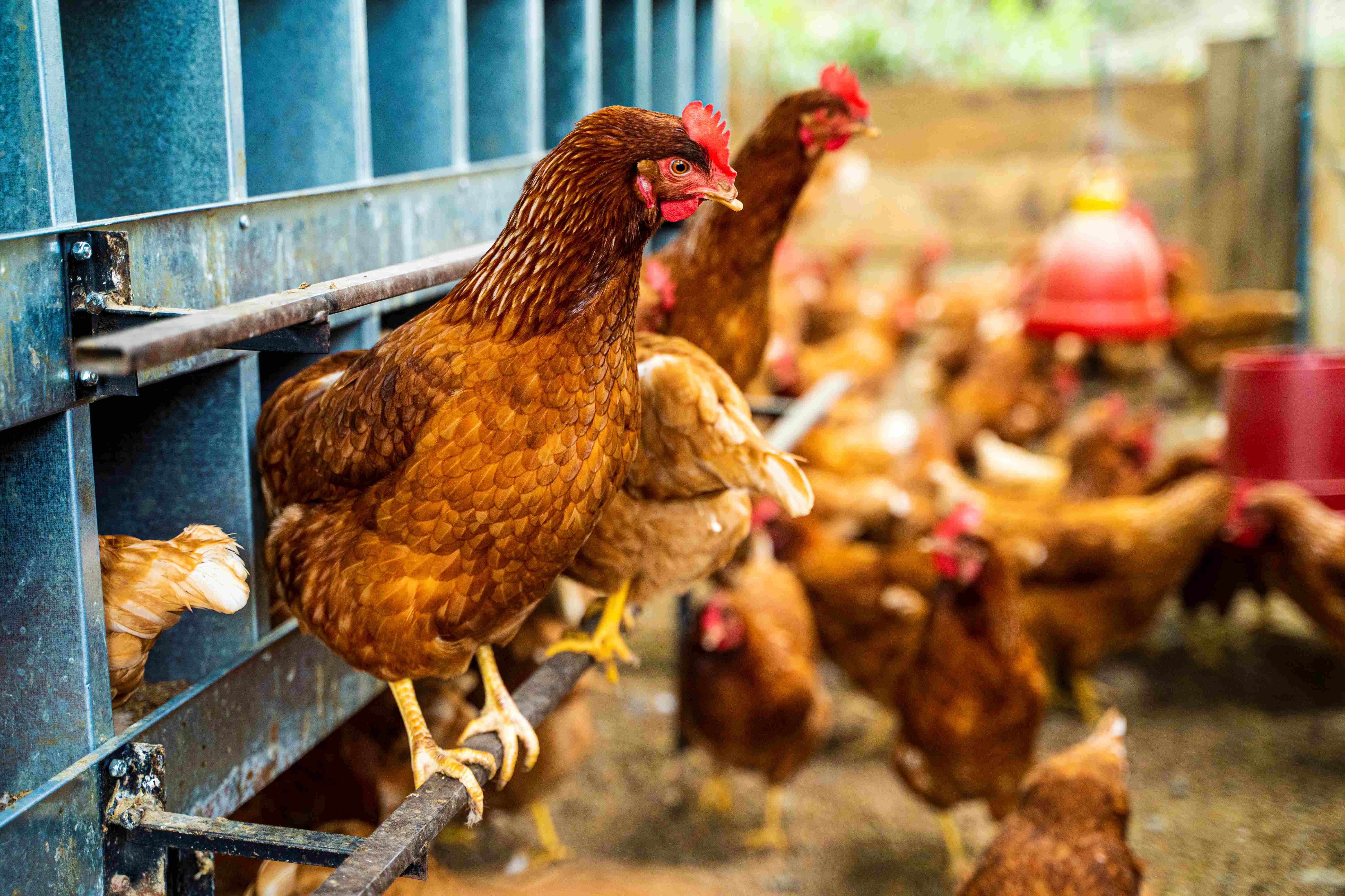 Poultry
