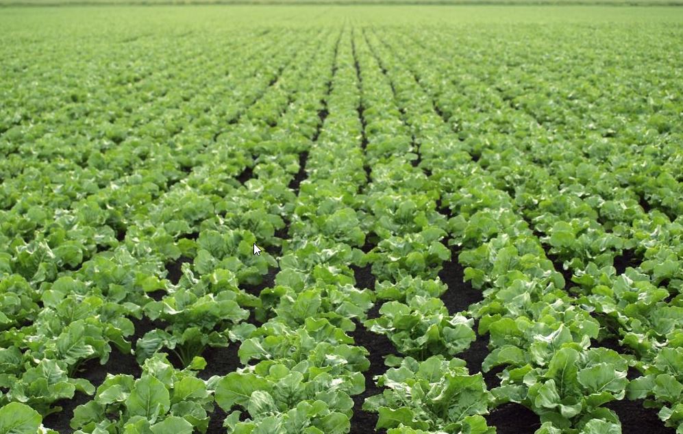 Soybean Meal and Oil Price Assessments